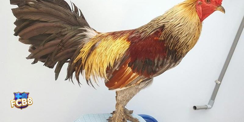 Đá Gà Cựa Sắt fcb8 - Điểm khác biệt của cựa sắt Đá Gà Cựa Sắt fcb8 - Điểm khác biệt của cựa sắt