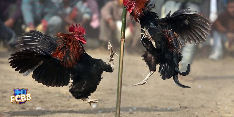 Đá Gà Thomo fcb8 - Đá gà cựa tròn Đá Gà Thomo fcb8 - Đá gà cựa tròn