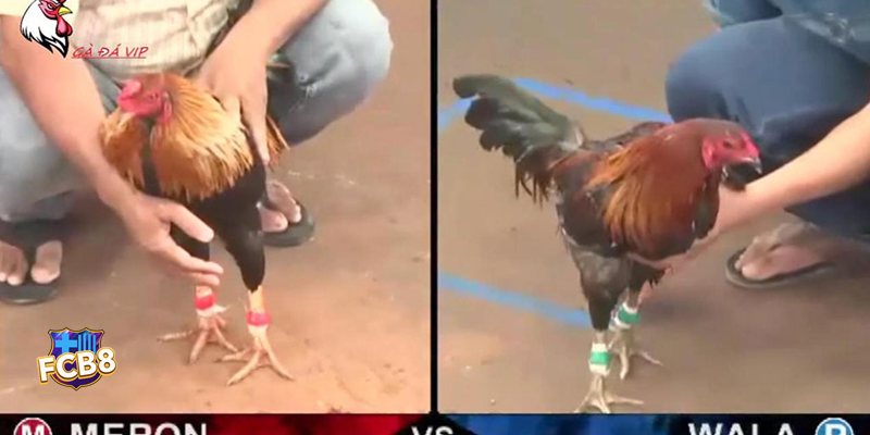 Đá Gà Cựa Sắt fcb8 - Đánh giá trạng thái trước trận Đá Gà Cựa Sắt fcb8 - Đánh giá trạng thái trước trận